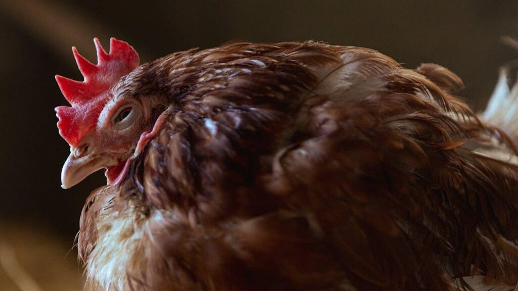 Solusi Ternak Ayam Sakit di Musim Hujan: Strategi Ampuh Agar Pemula Tidak Rugi