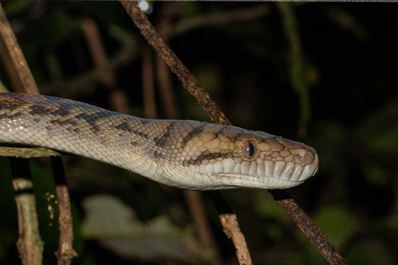 6 Jenis Ular Sanca Genus Simalia: Habitatnya dari Maluku Sampai Papua 6 Jenis Ular Sanca Genus Simalia: Habitatnya dari Maluku Sampai Papua