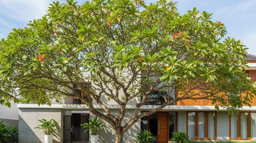 4 Jenis Pohon Ketapang Terbaik untuk Ditanam di Rumah, Cocok untuk Halaman Minimalis 4 Jenis Pohon Ketapang Terbaik untuk Ditanam di Rumah, Cocok untuk Halaman Minimalis