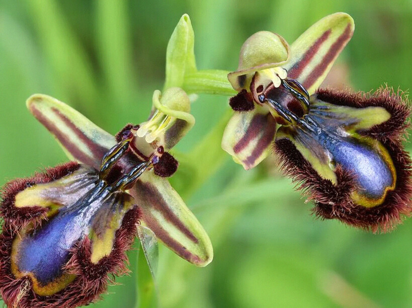 5 Fakta Unik Ophrys Speculum, Anggrek Cermin yang Menarik Banyak Penyerbuk