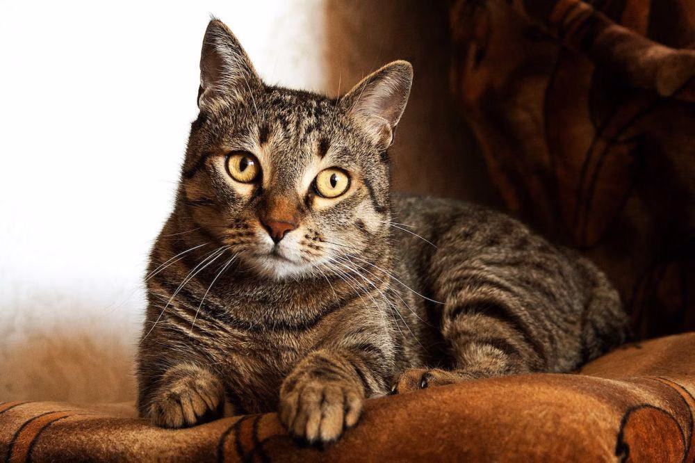 7 Hewan Cerdas yang Bisa Dilatih Buang Air di Tempat Khusus, Bukan Hanya Kucing!