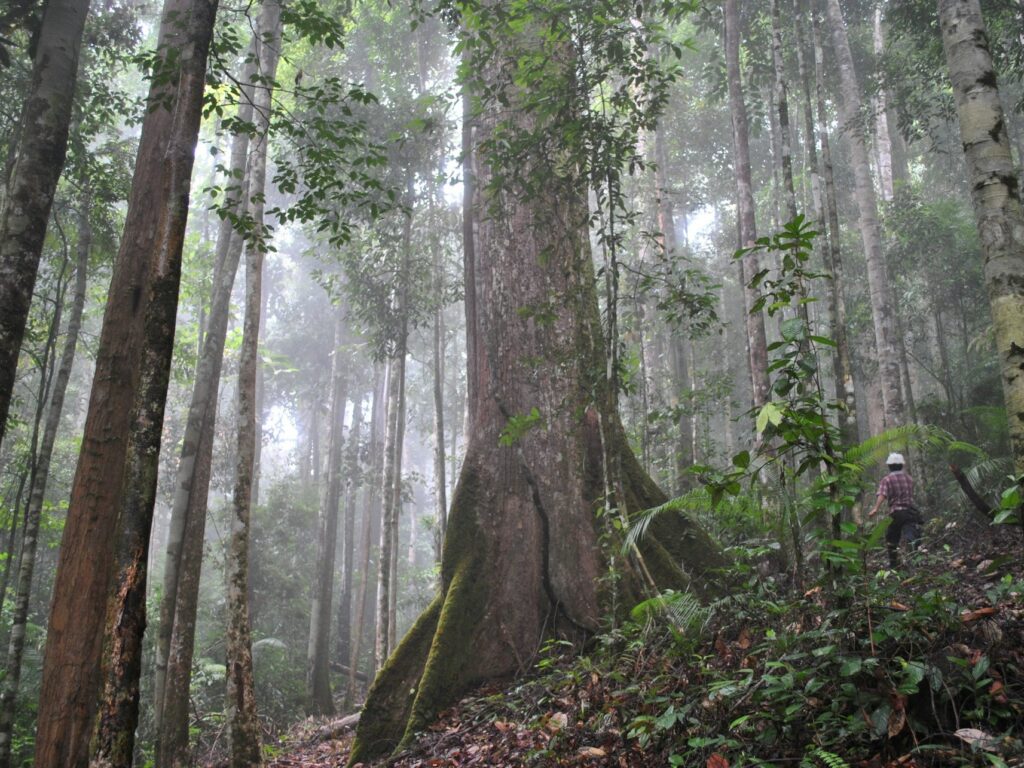 Penelitian Terbaru Ungkap Fakta Mengejutkan Tentang Kondisi Hutan Tropis