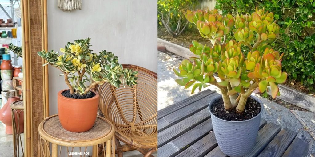 7 Jenis Tanaman Jade Plant Terpopuler untuk Koleksi di Rumah, Cantik & Mudah Dirawat 7 Jenis Tanaman Jade Plant Terpopuler untuk Koleksi di Rumah, Cantik & Mudah Dirawat