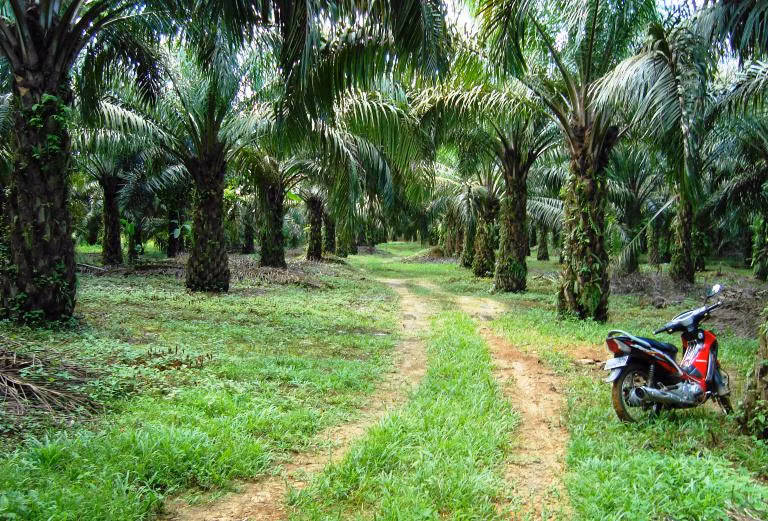Benarkah Sawit Lebih Merusak Lingkungan Dibanding Tanaman Lain? Ini Faktanya!
