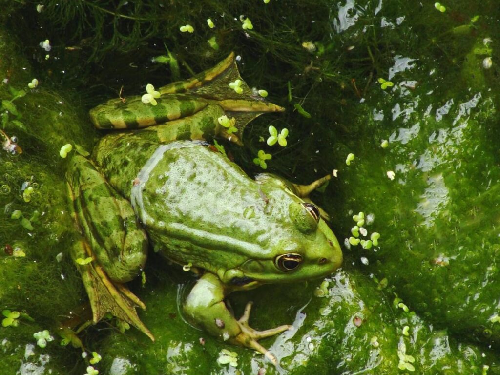 7 Fakta Menarik Kulit Katak: Bisa Bernapas Seperti Paru-Paru Manusia!