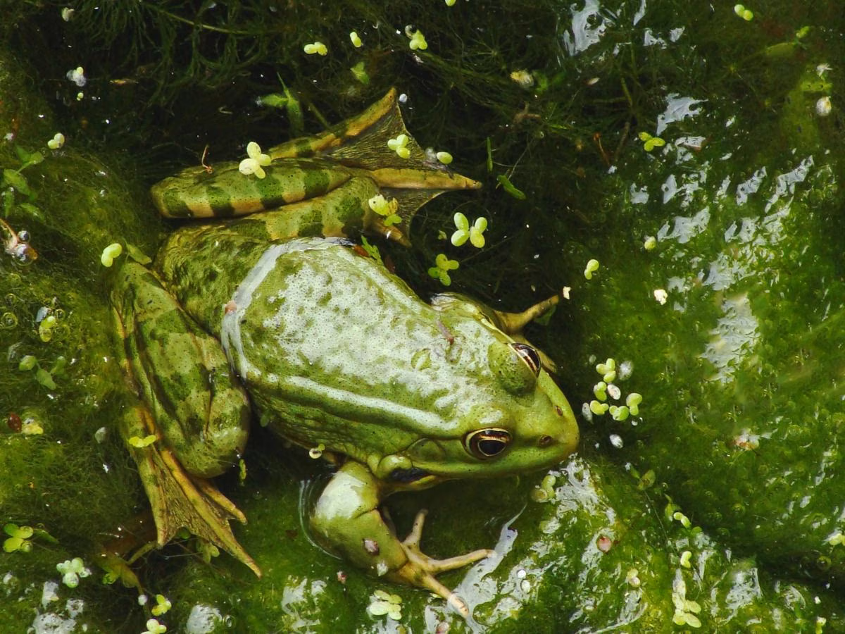 7 Fakta Menarik Kulit Katak: Bisa Bernapas Seperti Paru-Paru Manusia!