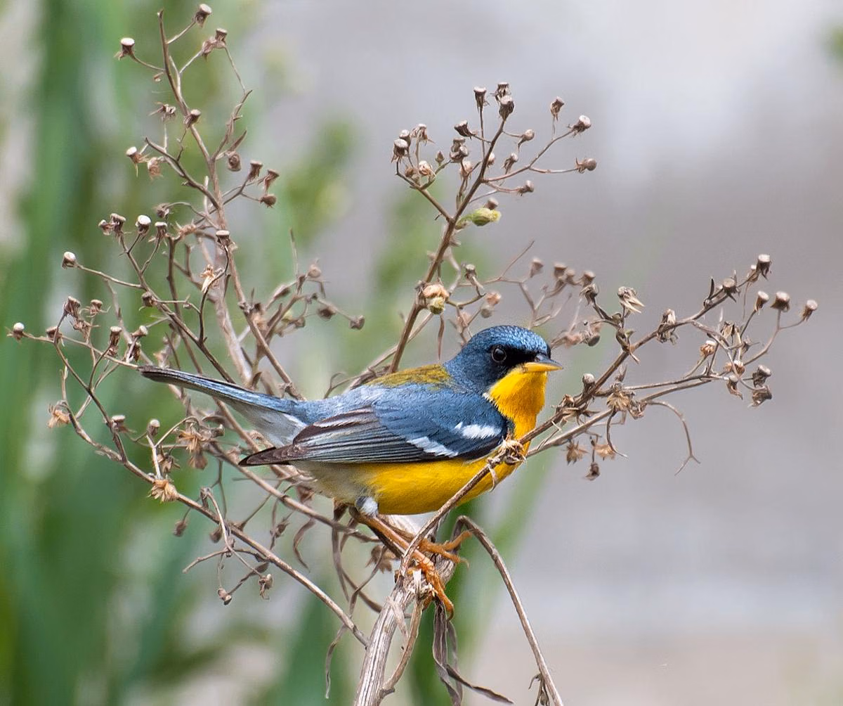 Mengenal Parula Tropis: Burung Cantik Berwarna Cerah Asal Amerika yang Memukau