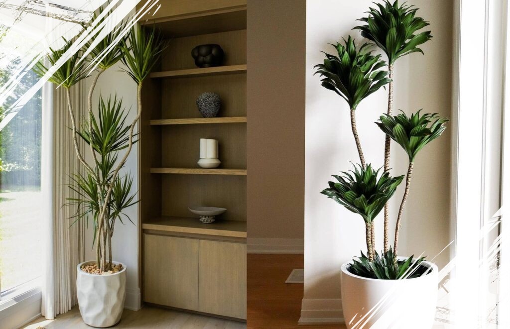 7 Jenis Tanaman Dracaena Paling Populer untuk Dekorasi Rumah dan Kantor