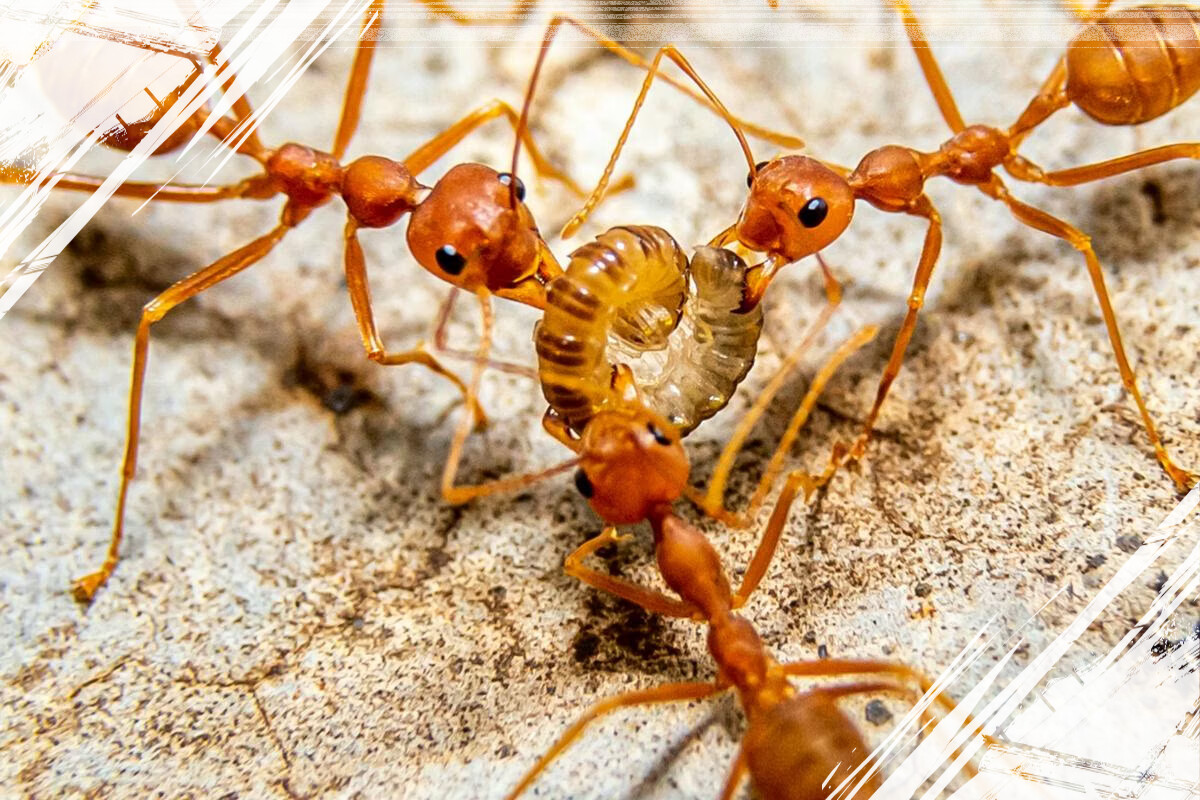 6 Fakta Menarik Tentang Perang di Dunia Semut yang Jarang Diketahui Banyak Orang
