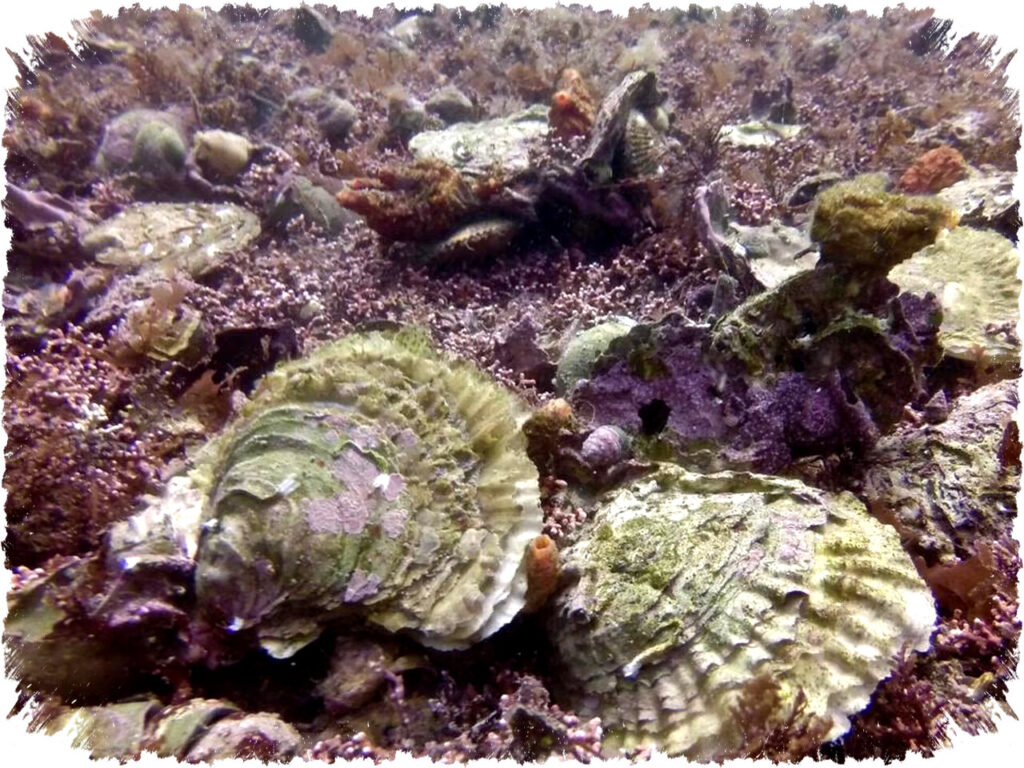 Mengungkap Rahasia Cangkang Moluska, Arsip Alam yang Menyimpan Jejak Polusi Laut Setiap Era