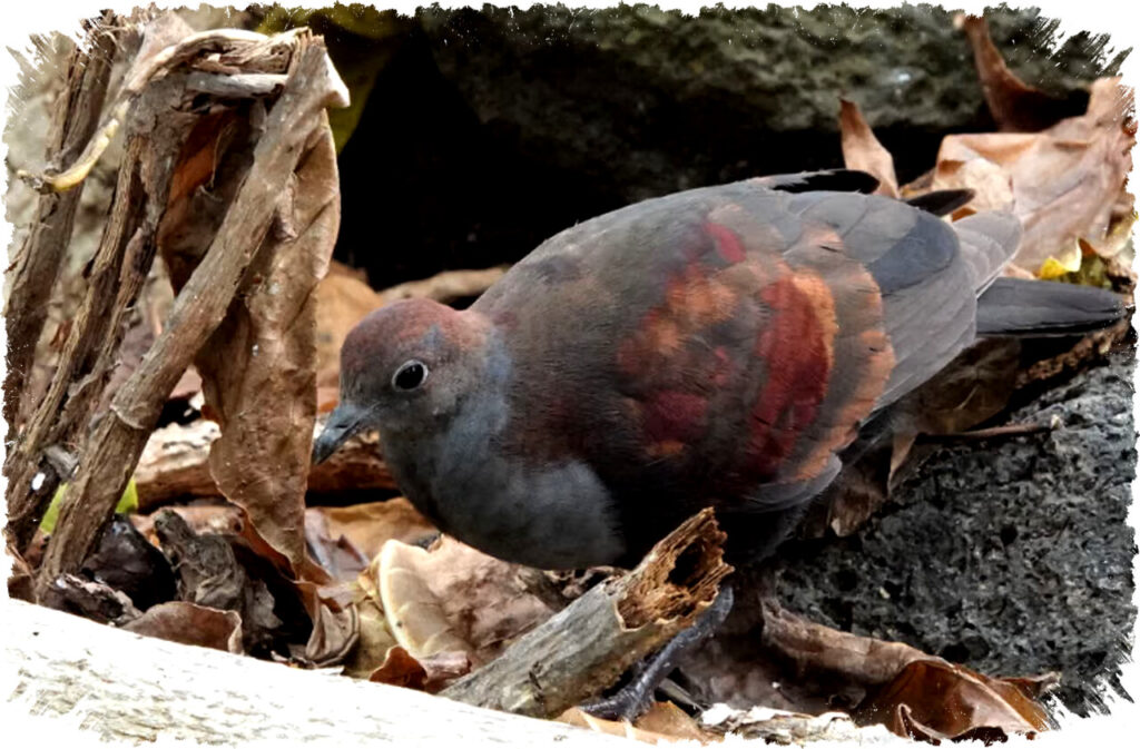 5 Fakta Mengejutkan Marquesan Ground Dove Merpati Tanah Langka Dari Pulau Terpencil yang Terancam Punah