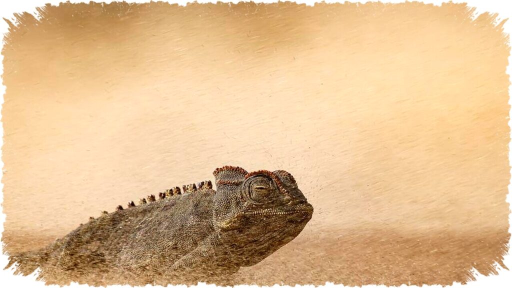 Chameleon Bertahan di Badai Pasir Terjal, Foto DSLR Memukau Hasilkan Kemenangan Emas Dunia Fotografi Alam