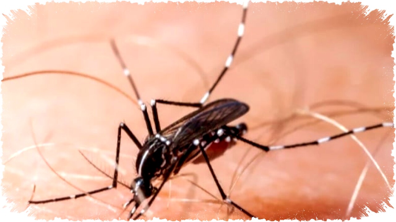 Nyamuk Wolbachia Efektif Cegah DBD, Teknologi Ini Mulai Digunakan di Berbagai Negara ASEAN