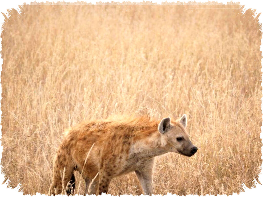 Kenapa Tawa Hyena Bukan Sekadar Gelak Tawa Melainkan Isyarat Sosial dan Peringatan Bahaya yang Mematikan