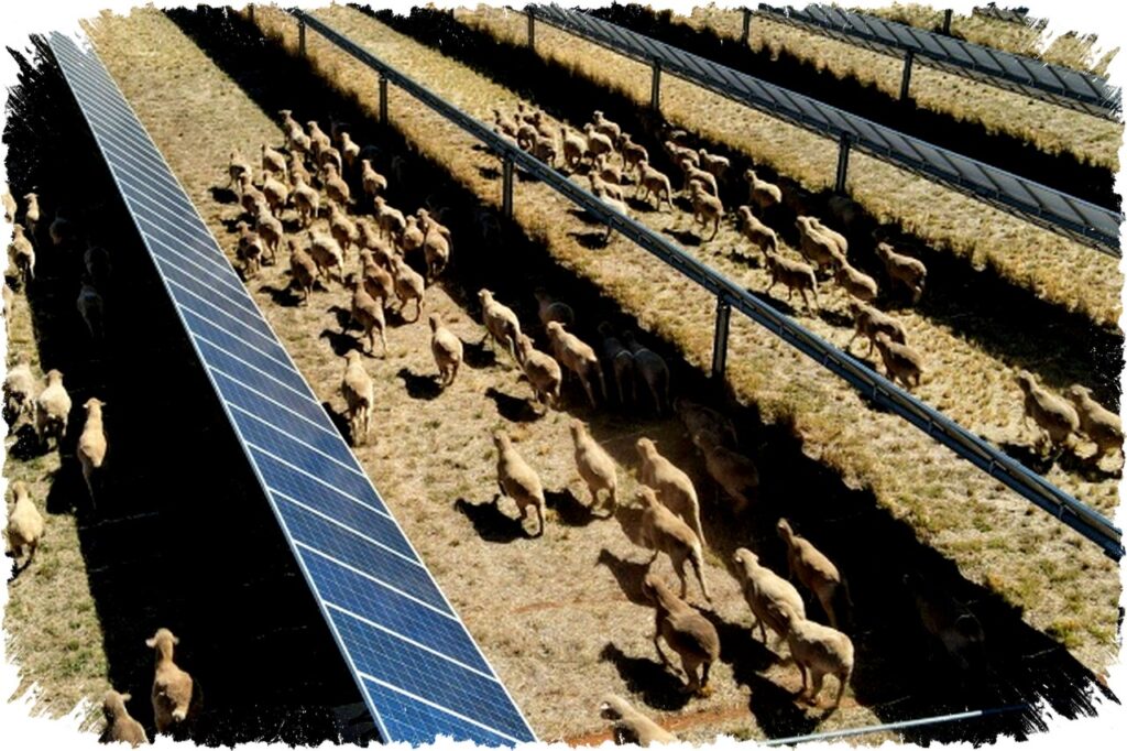 Solar Sheep Mengubah Pertanian Australia dengan Panel Surya yang Tingkatkan Pendapatan dan Energi Hijau secara Berkelanjutan