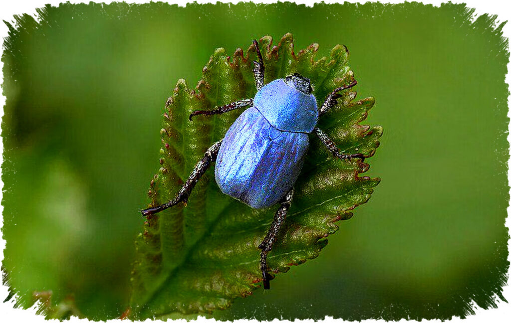 5 Fakta Mengejutkan Cerulean Chafer Beetle Permata Biru Eropa yang Warna Tubuhnya Bukan dari Pigmen dan Terinspirasi Teknologi Modern