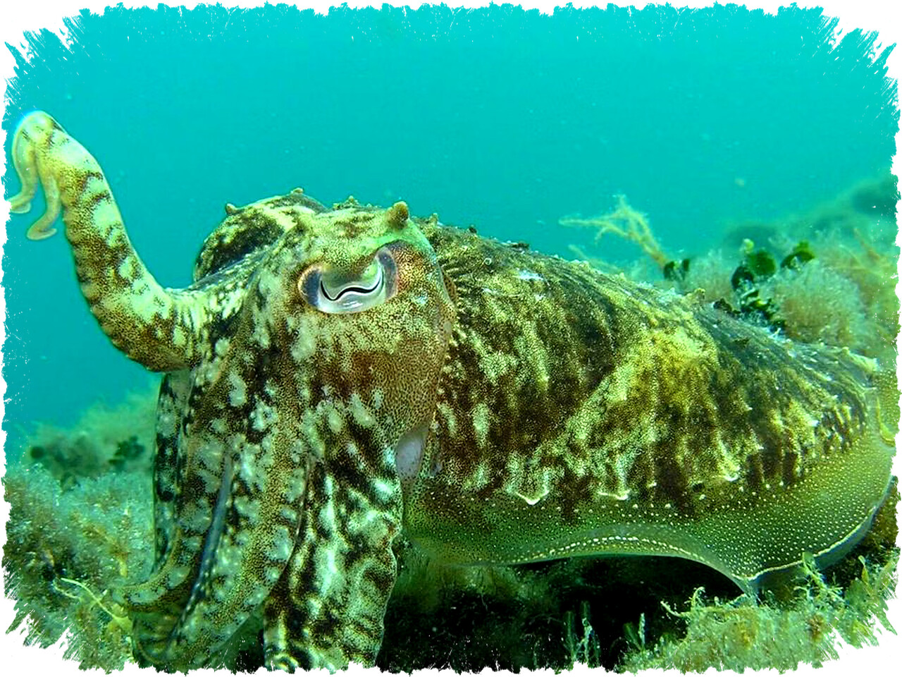 7 Fakta Mengejutkan Tinta Cumi yang Ternyata Lebih dari Sekadar Alat Kabur dan Simbol Evolusi Laut Dalam 7 Fakta Mengejutkan Tinta Cumi yang Ternyata Lebih dari Sekadar Alat Kabur dan Simbol Evolusi Laut Dalam
