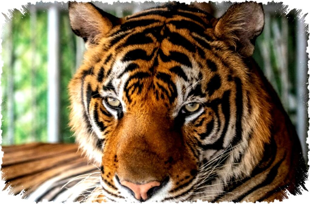 Virus Canine Distemper Menewaskan Puluhan Harimau di Taman Wisata Thailand Saat Penyakit Sulit Dideteksi