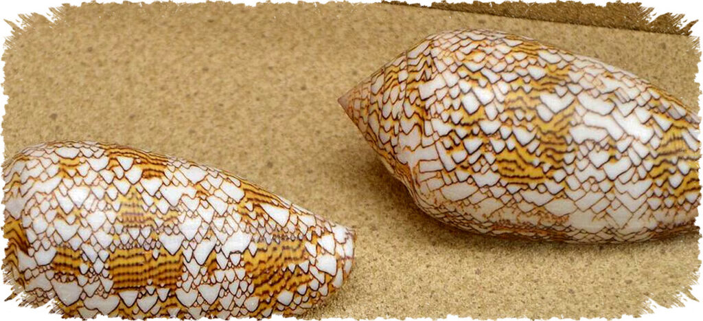 5 Fakta Menarik Siput Textile Cone Moluska Paling Beracun Dunia yang Wajib Diketahui