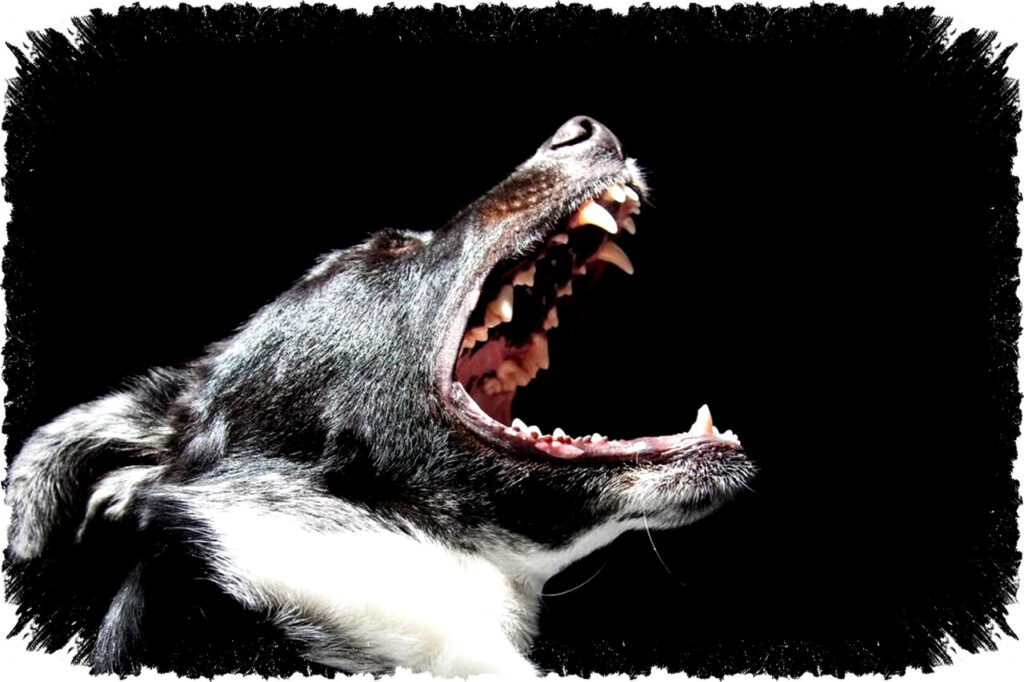 Kenali 4 Penyebab Anjing Agresif dan Suka Menggigit, Mulai dari Trauma hingga Naluri Protektif yang Perlu Diwaspadai!