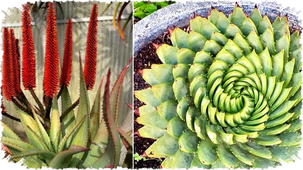 7 Jenis Lidah Buaya Paling Unik dan Aesthetic: Tanaman Hias Favorit dengan Manfaat Mengejutkan untuk Rumahmu!