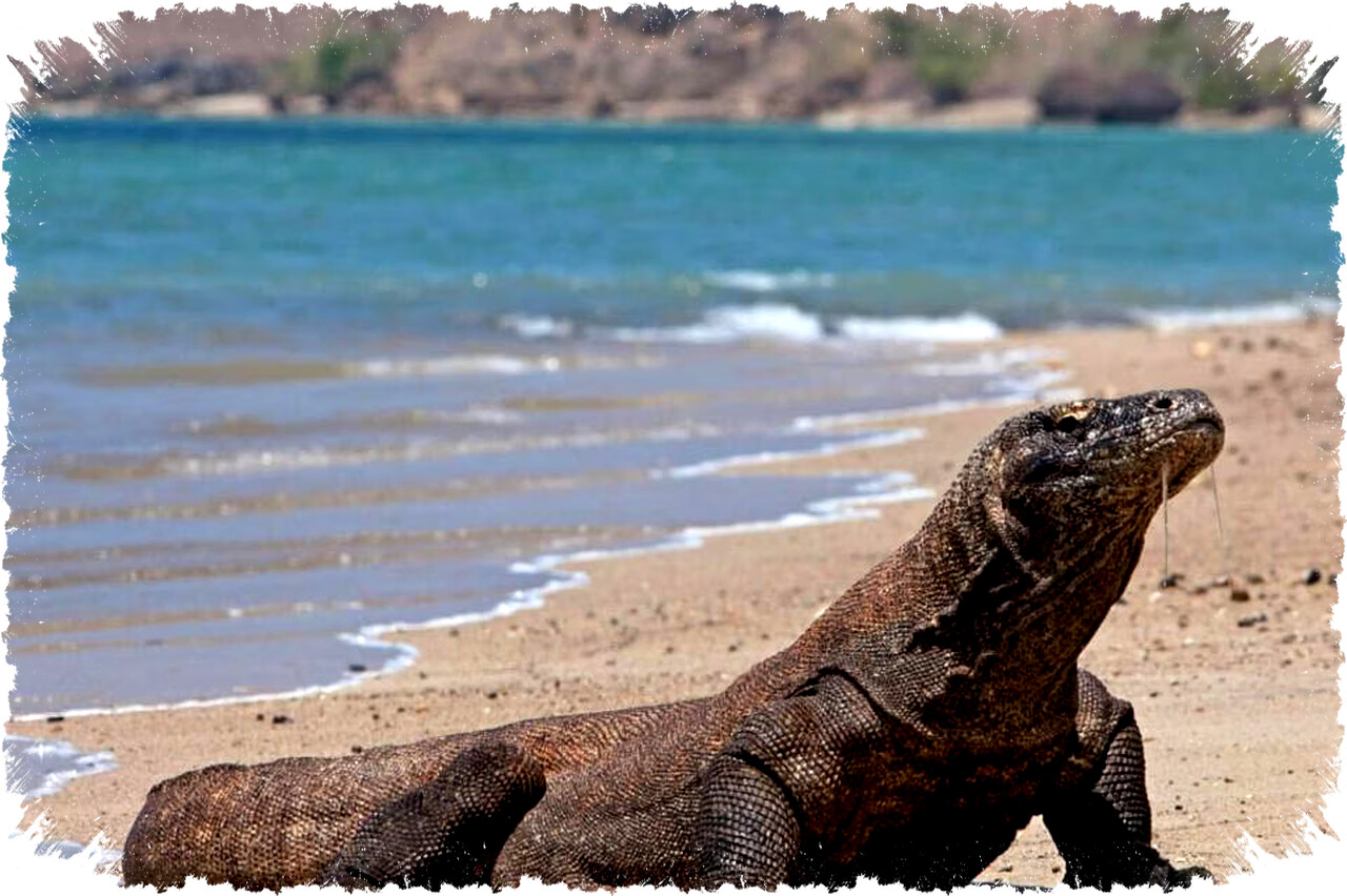 7 Hewan Predator Paling Mematikan yang Bisa Menghancurkan Komodo, Ini Cara Mereka Menang! 7 Hewan Predator Paling Mematikan yang Bisa Menghancurkan Komodo, Ini Cara Mereka Menang!