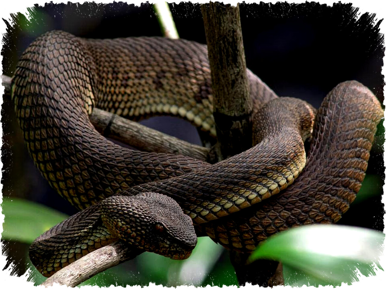 Kulit Reptil Bersisik: Rahasia Gelap Evolusi yang Buat mereka Nyaris Tak Tertembus dan Bertahan Hidup Melawan Alam Liar!