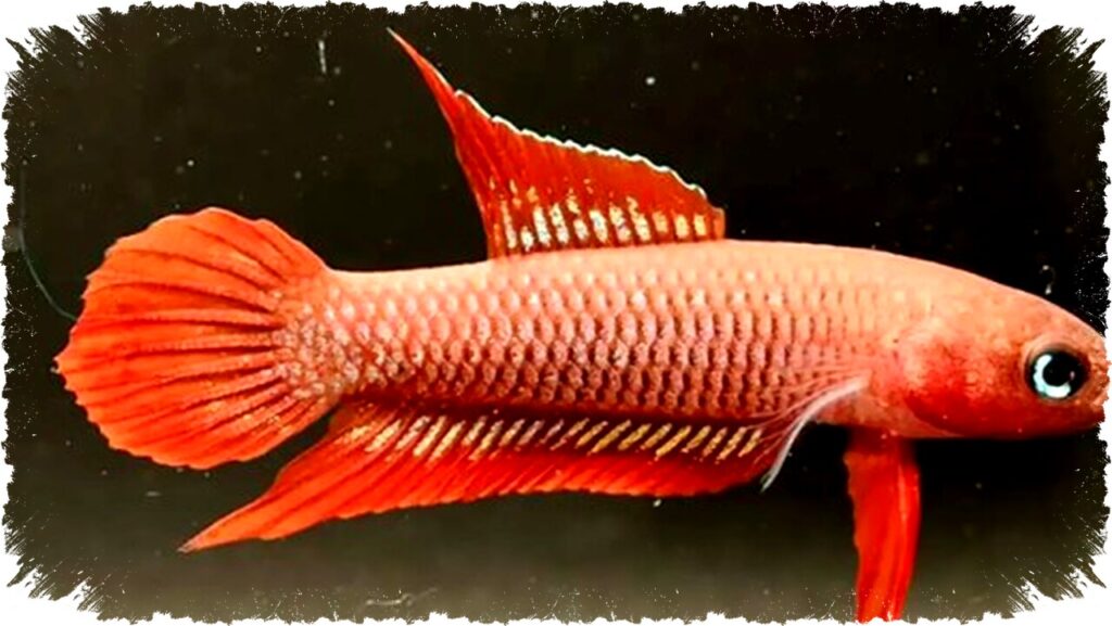 Masuk Daftar Merah: Ikan Betta Burdigala Bangka Belitung Kini Terancam Punah, Upaya Domestikasi Jadi Harapan Terakhir Selamatkan Ikon Laut Ini!