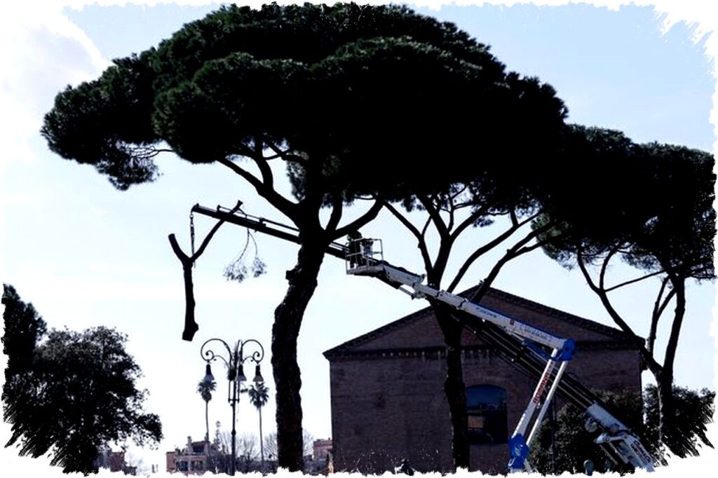 Rome Tebang Pohon Pinus Tua Penghubung Colosseum Setelah 3 Pohon Runtuh, Gantikan dengan Bibit Baru