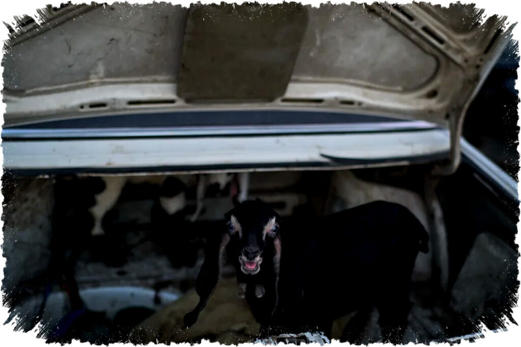 Foto Domba dan Kambing Dijual di Pasar Ternak Balata, West Bank Menjelang Ramadan dan Idul Adha