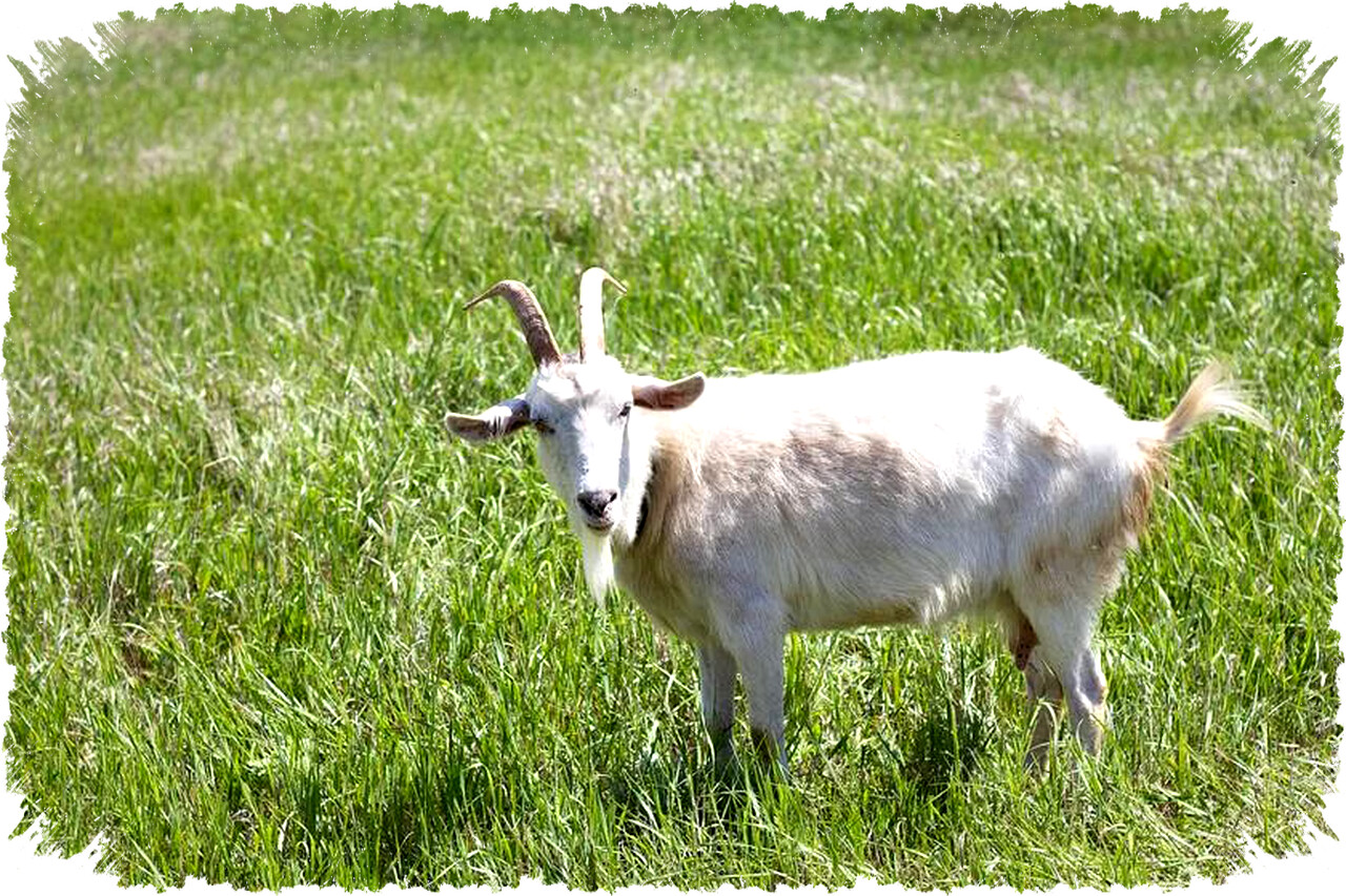 4 Fakta Unik Kambing Saanen, ‘Ratu Susu’ Dunia dengan Produksi Melimpah & Sifat Jinak 4 Fakta Unik Kambing Saanen, ‘Ratu Susu’ Dunia dengan Produksi Melimpah & Sifat Jinak
