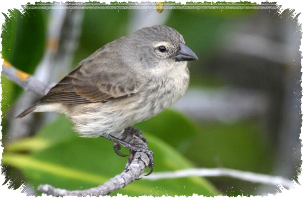 5 Fakta Mangrove Finch: Burung Galapagos Kecil yang Terancam Punah dan Perlu Dilindungi