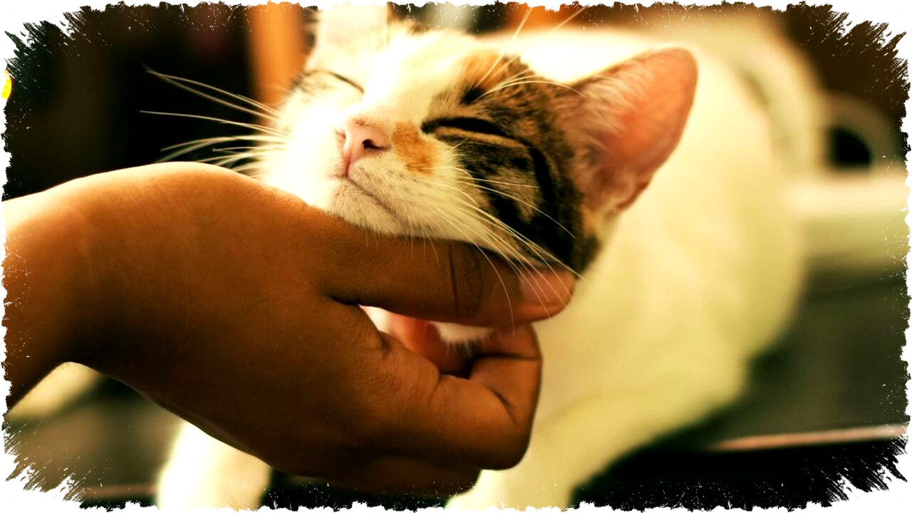 7 Tips Praktis Mengatasi Kucing Pipis Berulang di Tempat Sama, Bersih dan Efektif! 7 Tips Praktis Mengatasi Kucing Pipis Berulang di Tempat Sama, Bersih dan Efektif!