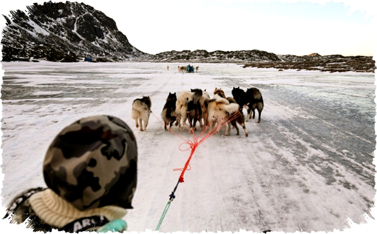 Krisis Iklim di Greenland: Hilangnya Es Laut Ancaman Hidup Tradisional Pemburu dan Musher Anjing Salju