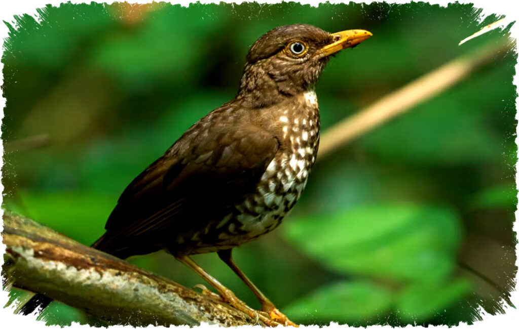 5 Fakta Principe Thrush, Burung Endemik Terancam Punah dari Pulau Principe di Afrika