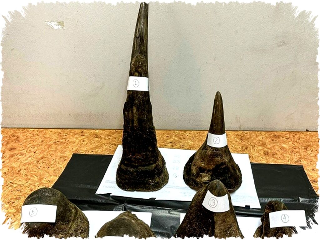 Pria Vietnam Ditangkap di Thailand Selundupkan 11 Kg Tanduk Badak Sembunyi dalam Daging