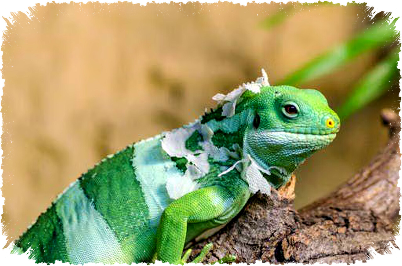 Lebih dari 5.000 Iguana di Florida Membeku Akibat Cuaca Dingin Ekstrem, Ini Penjelasannya Lebih dari 5.000 Iguana di Florida Membeku Akibat Cuaca Dingin Ekstrem, Ini Penjelasannya