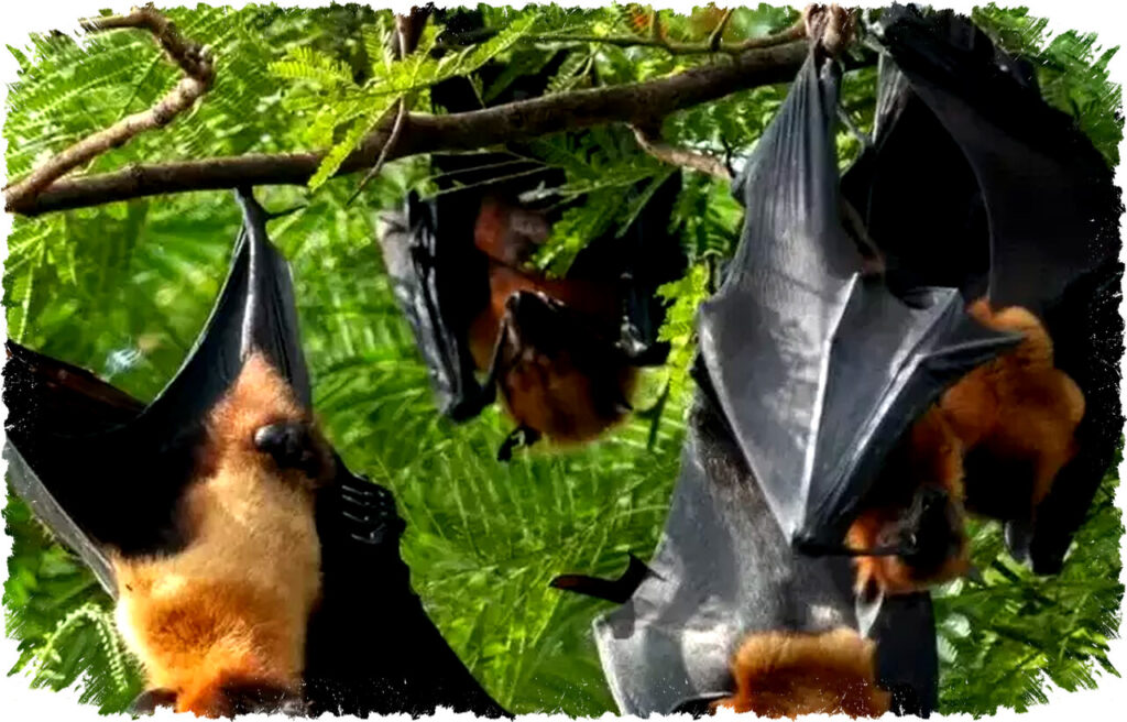 WHO Ungkap Fakta Penting Seputar Kasus Virus Nipah yang Terjadi di India