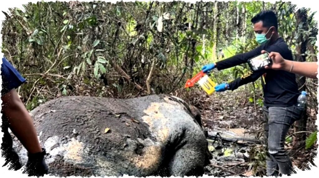 Kemenhut Fokus Ungkap Otak Pelaku Pembunuhan Gajah Sumatra di Kawasan Konsesi Riau