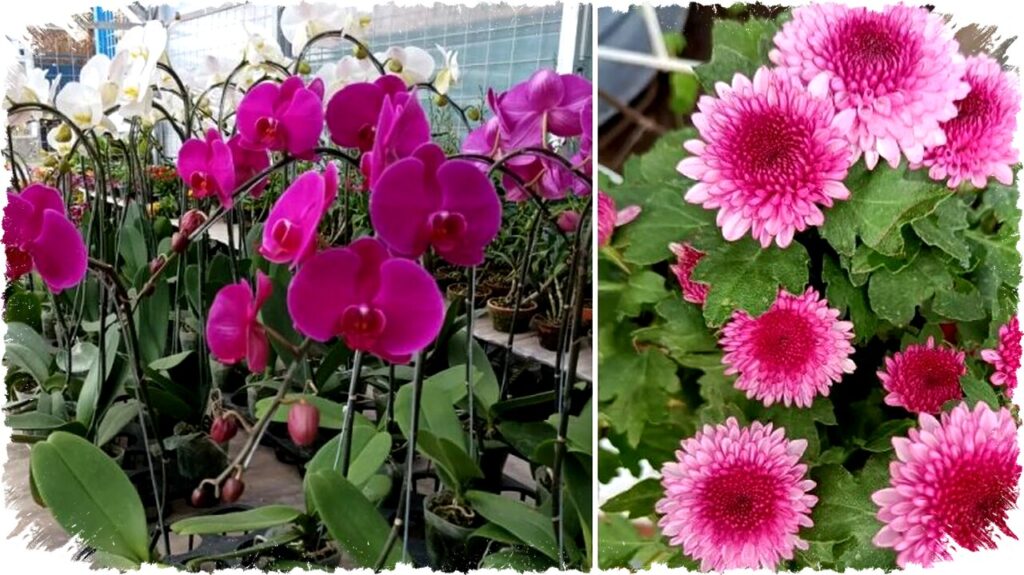 5 Bunga dengan Arti Positif untuk Dekorasi Rumah, Bawa Kedamaian dan Energi Baik