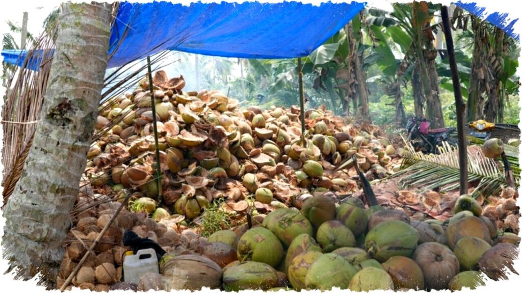 Harga Kelapa Dunia Turun, ICC Jelaskan Dampak Faktor Ekonomi dan Konflik Global