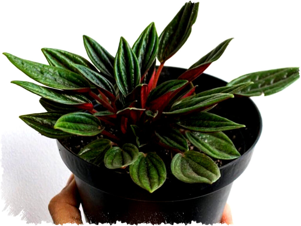 5 Pilihan Tanaman Mungil untuk Mempercantik Ruang Tamu, Praktis dan Estetis!