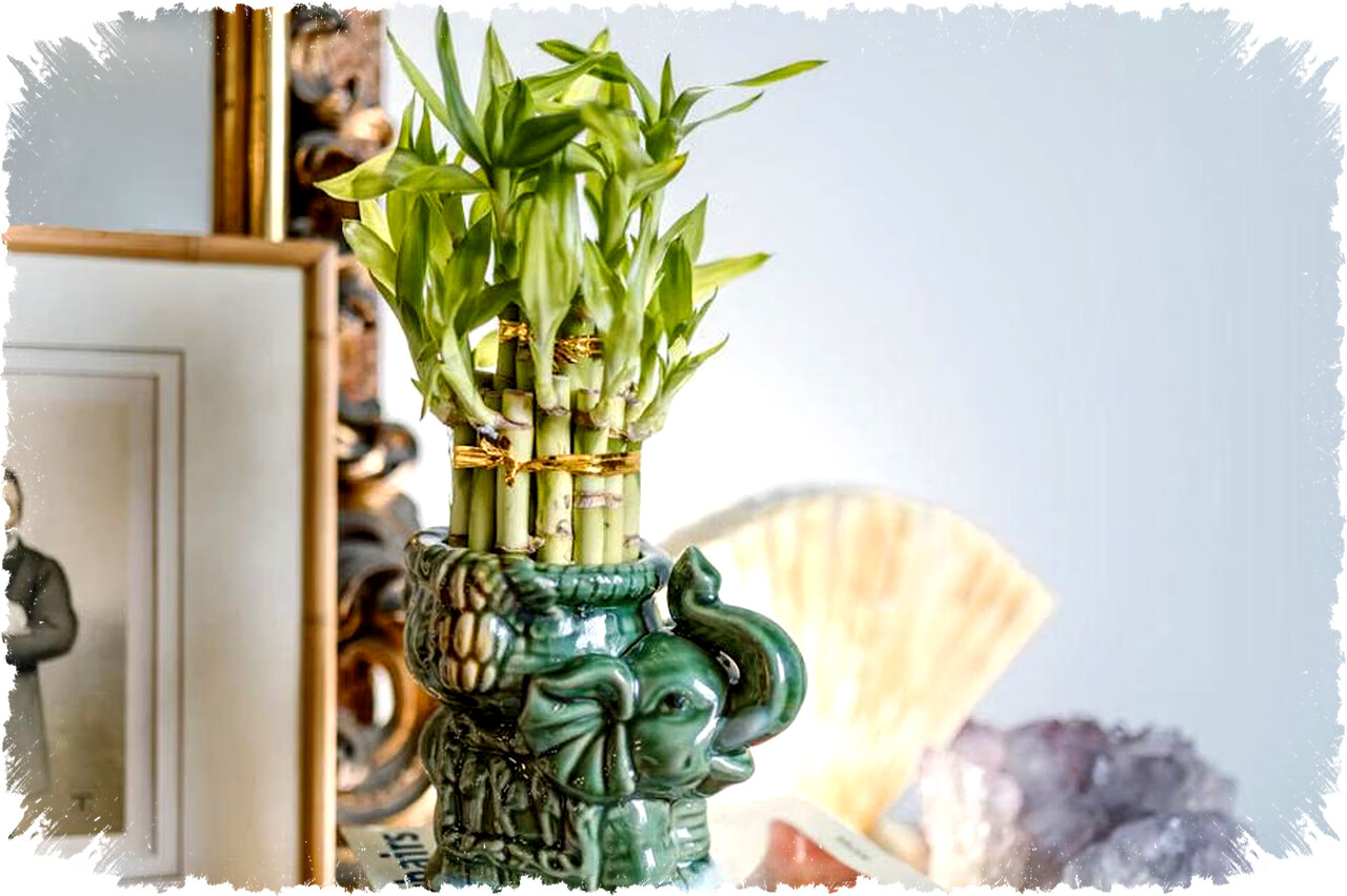 Tips Meletakkan Bambu Keberuntungan Menurut Feng Shui Agar Hoki dan Tarik Energi Positif di Rumah