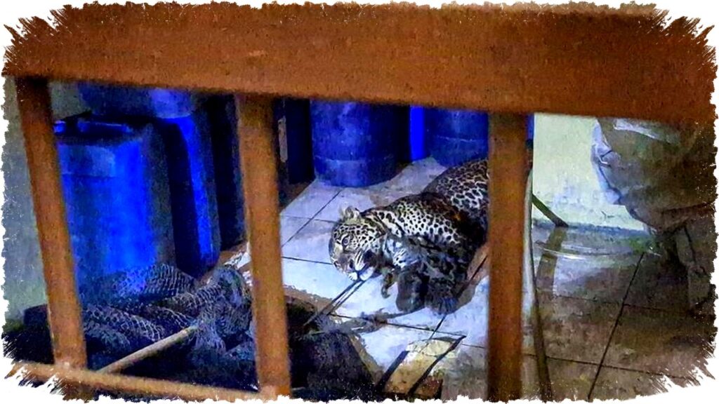 Macan Tutul Nyasar di Pacet, Bandung Lukai Dua Warga, Petugas Evakuasi dan Imbau Waspada