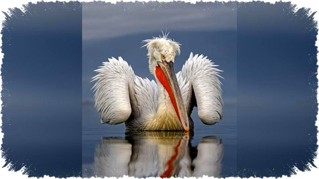 Foto Burung Dalmatian Pelican dari Perahu Raih Penghargaan Fotografi Burung Terbaik 2026