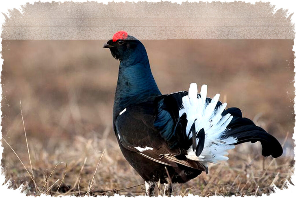 5 Fakta Menarik Black Grouse, Ahli Bertahan Hidup di Musim Dingin dengan Ritual Spektakuler