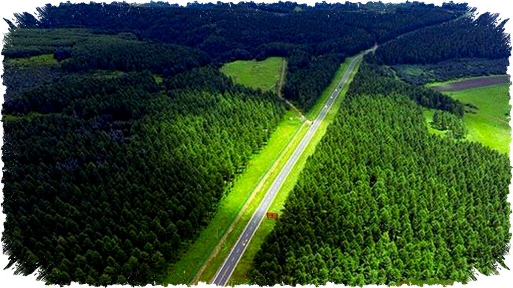 China Berubah Drastis dengan Penanaman Pohon Super Banyak, Begini Dampak Penghijauan dan Distribusi Airnya