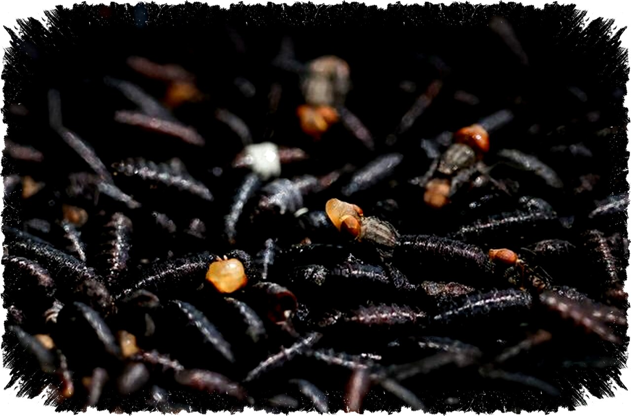 USDA Rilis Lalat Steril Bersinar Dekat Perbatasan AS-Meksiko Cegah Hama Screwworm Mematikan USDA Rilis Lalat Steril Bersinar Dekat Perbatasan AS-Meksiko Cegah Hama Screwworm Mematikan