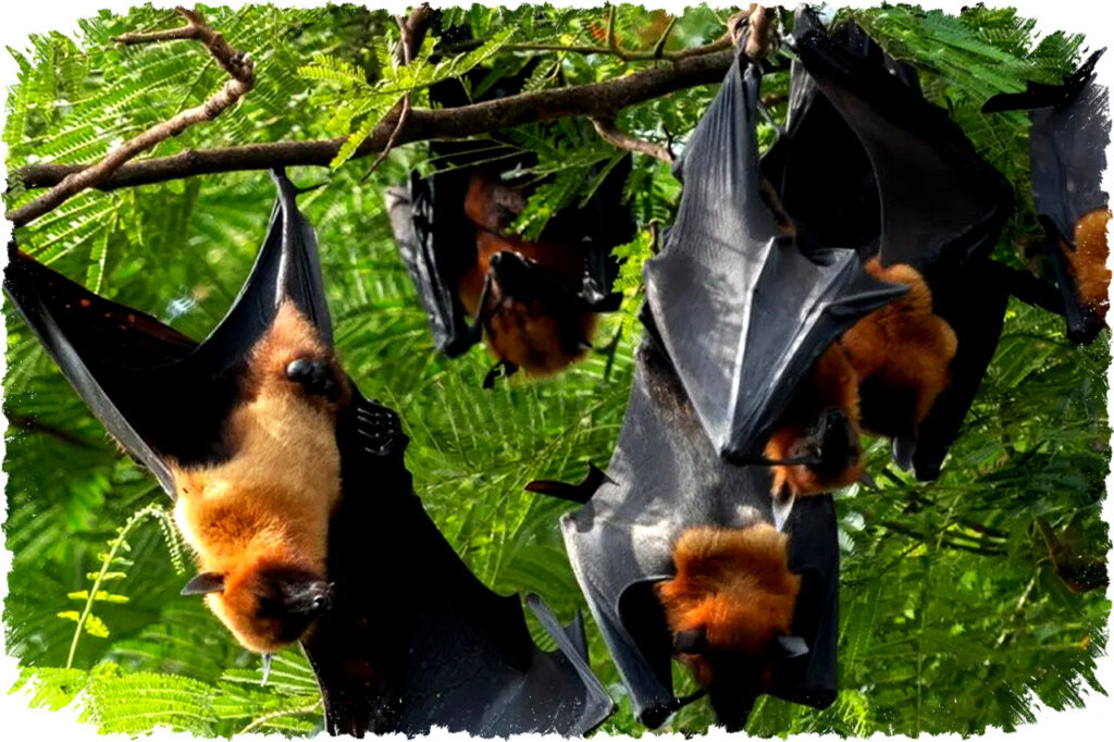 Kenali Bahaya Virus Nipah, Pentingnya Cuci Buah dan Periksa Sebelum Konsumsi