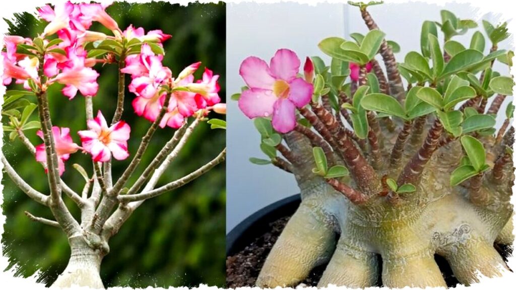 6 Jenis Adenium Unik dan Cantik dengan Warna Menawan untuk Hiasan Rumah Anda